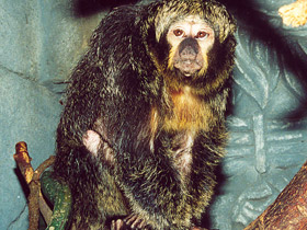 Смотреть фото Бледнолиций саки Фото Бледнолиций саки