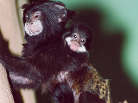 Смотреть фото Буроголовый тамарин Фото Буроголовый тамарин