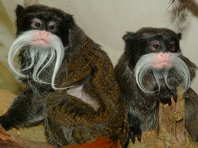 Смотреть фото Императорский тамарин Фото Императорский тамарин