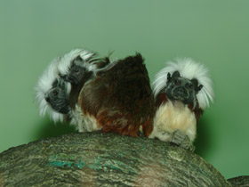 Смотреть фото Эдипов тамарин Фото Эдипов тамарин