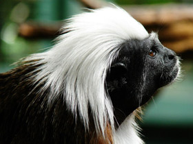 Смотреть фото Эдипов тамарин Фото Эдипов тамарин