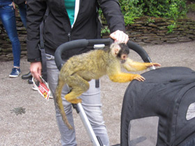 Фото Боливийский саймири