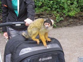 Фото Боливийский саймири