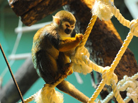 Фото Беличий саймири