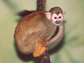 Фото Беличий саймири