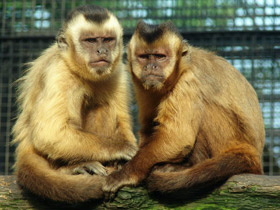 Фото Чернополосый капуцин