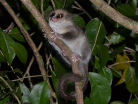 Смотреть фото Волосатоухий лемур Фото Волосатоухий лемур