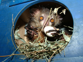 Смотреть фото Руконожка Фото Руконожка