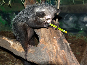 Смотреть фото Ай-ай: руконогий примат Фото Ай-ай: руконогий примат