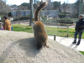 Смотреть фото Бурый лемур Фото Бурый лемур