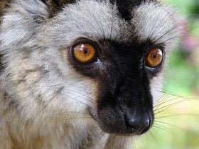 Смотреть фото Бурый лемур Фото Бурый лемур