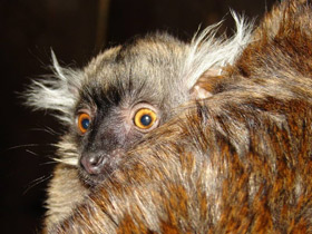 Смотреть фото Чёрный лемур Фото Чёрный лемур