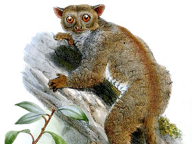 Смотреть фото Светлый иглокоготный галаго Фото Светлый иглокоготный галаго