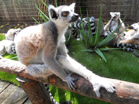 Смотреть фото Кошачий лемур Фото Кошачий лемур