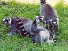 Смотреть фото Кошачий лемур Фото Кошачий лемур