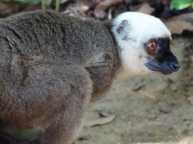 Смотреть фото Белолобый лемур Фото Белолобый лемур