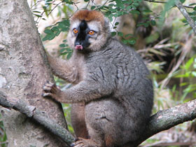 Смотреть фото Краснолобый лемур Фото Краснолобый лемур