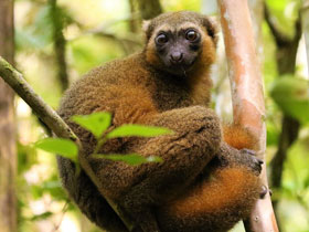 Смотреть фото Золотистый лемур Фото Золотистый лемур