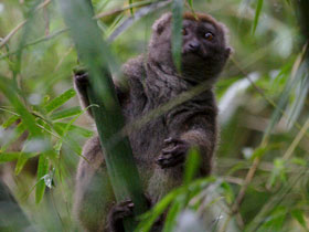 Смотреть фото Южный бамбуковый лемур Фото Южный бамбуковый лемур