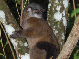 Смотреть фото Лемур бецилеу Фото Лемур бецилеу