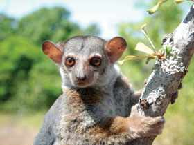 Смотреть фото Лемур Отто Фото Лемур Отто