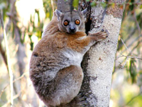 Смотреть фото Краснохвостый лемур Фото Краснохвостый лемур