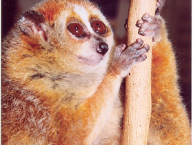 Смотреть фото Толстый лори Фото Толстый лори