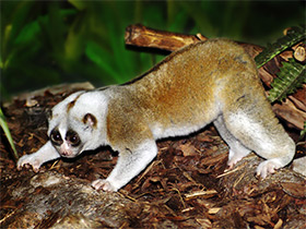 Смотреть фото Толстый лори Фото Толстый лори