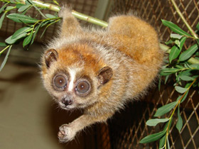 Смотреть фото Карликовый, или малый лори Фото Карликовый, или малый лори