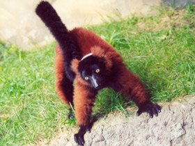 Смотреть фото Рыжий вари Фото Рыжий вари