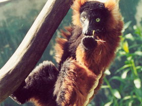 Смотреть фото Рыжий вари Фото Рыжий вари