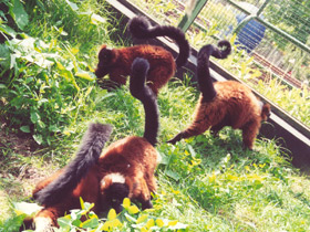 Смотреть фото Рыжий вари Фото Рыжий вари