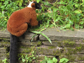 Смотреть фото Рыжий вари Фото Рыжий вари