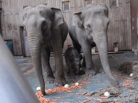 Смотреть фото Индийский слон Фото Индийский слон