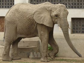 Смотреть фото 10 интересных фактов о слонах Фото 10 интересных фактов о слонах