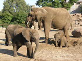 Смотреть фото Африканский слон Фото Африканский слон