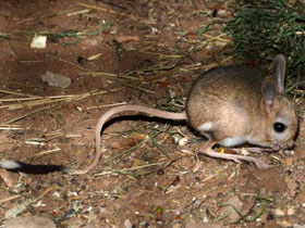 Смотреть фото Малый тушканчик Фото Малый тушканчик