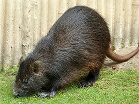 Смотреть фото Кубинская хутия Фото Кубинская хутия