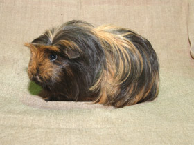 Смотреть фото Морская свинка Фото Морская свинка