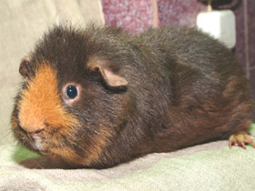 Смотреть фото Морская свинка Фото Морская свинка