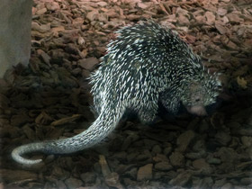 Смотреть фото Цепкохвостый дикобраз Фото Цепкохвостый дикобраз