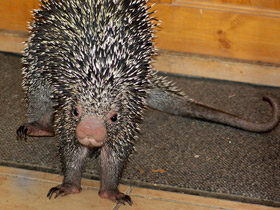 Смотреть фото Цепкохвостый дикобраз Фото Цепкохвостый дикобраз