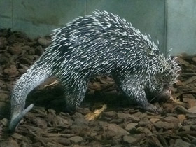 Смотреть фото Цепкохвостый дикобраз Фото Цепкохвостый дикобраз