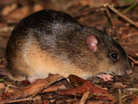 Смотреть фото Кахузская лазающая мышь Фото Кахузская лазающая мышь