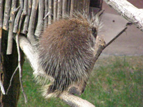 Смотреть фото Поркупин Фото Поркупин