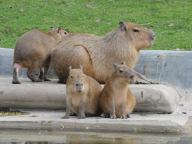 Смотреть фото Капибара Фото Капибара