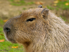 Смотреть фото Капибара: властелин травы Фото Капибара: властелин травы
