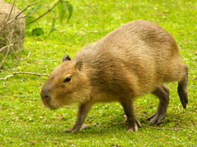 Смотреть фото Капибара: властелин травы Фото Капибара: властелин травы