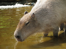 Смотреть фото Капибара: властелин травы Фото Капибара: властелин травы