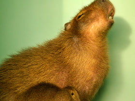 Смотреть фото Капибара: властелин травы Фото Капибара: властелин травы